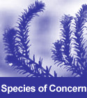 Species of Concern